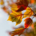aaron-burden-Aa3ALtIxEGY-unsplash