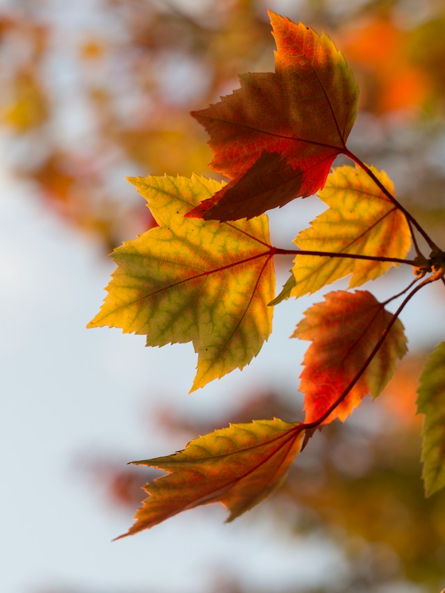 Nahaufnahme von gelbe und orange Blätter im Herbst